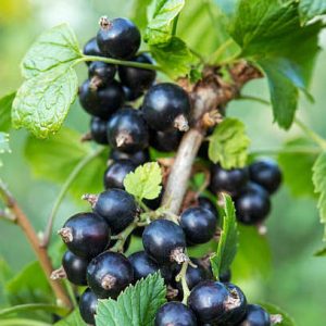 Cassis / Blackcurrant bushes / Pianta di ribes nero