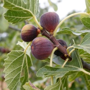 Figuier / Fig tree / Fico