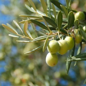 Olivier / Olive tree / Ulivo
