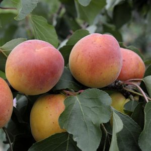 Abricotier / Apricot tree / Albicocco (Copie)
