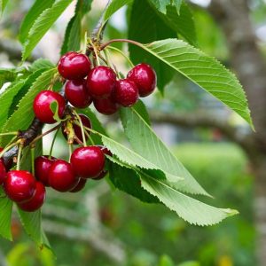 Cerisier / Cherry tree / Ciliegio