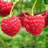 Framboisier / Raspberry bush / Pianta di lampone