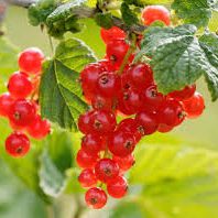 Groseilliers / Currant bushes / Pianta di ribes