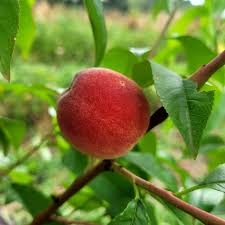 Pêcher / Peach tree / Pesco